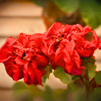 Poinsettia Fireball Red Live Plant With Pot