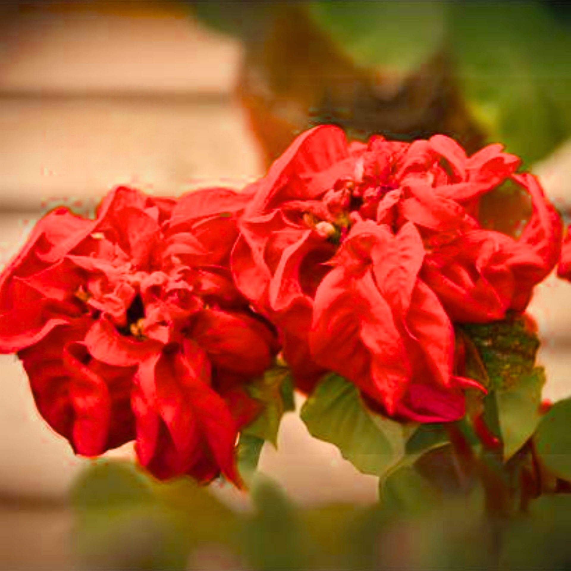 Poinsettia Fireball Red Live Plant With Pot