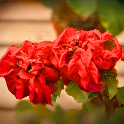 Poinsettia Fireball Red Live Plant With Pot