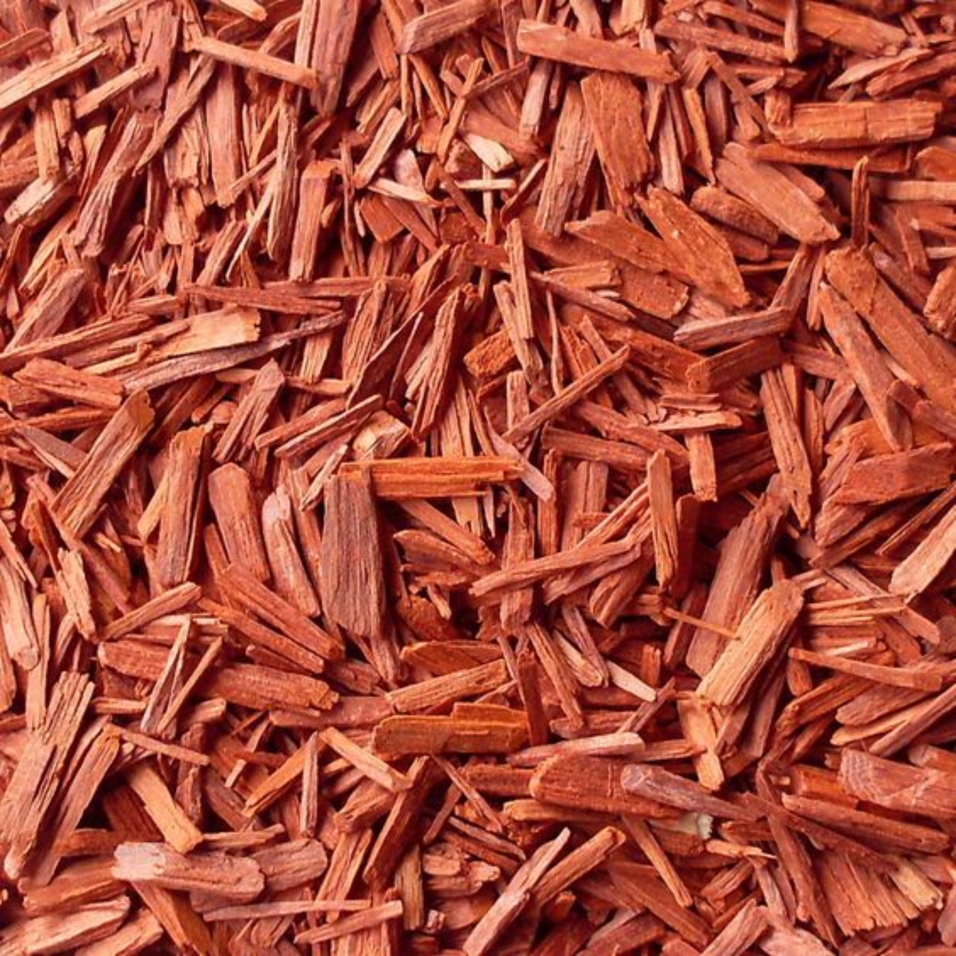 Green Paradise® Red Sandalwood Plant