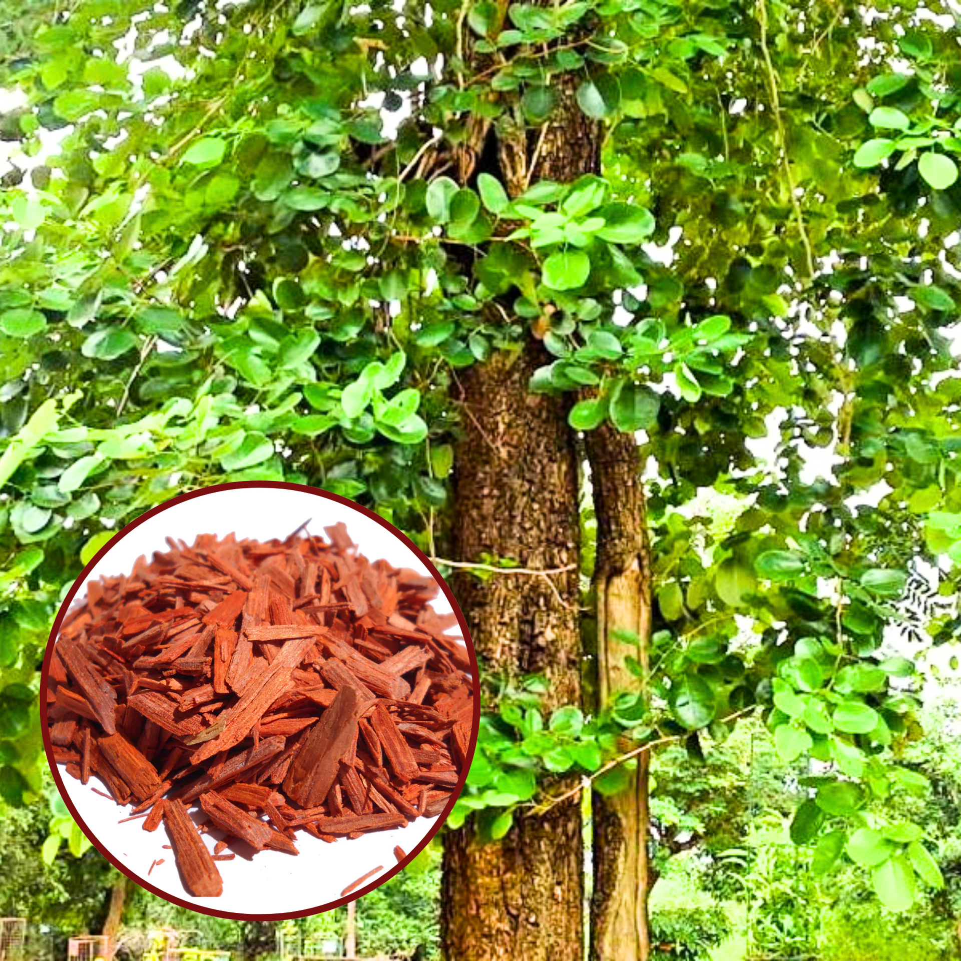 Green Paradise® Red Sandalwood Plant