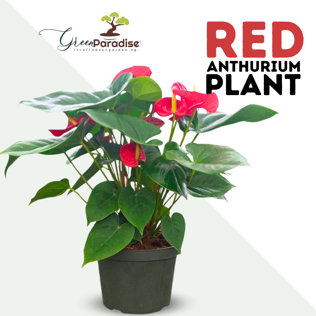 Live Indoor Air Purifying red anthurium Plant With Pot