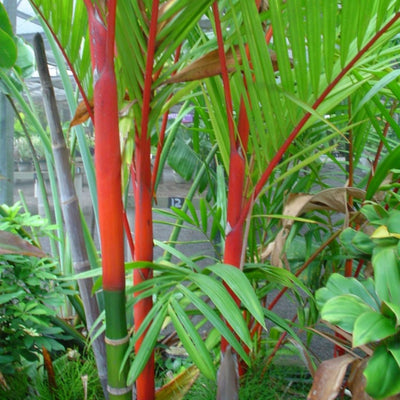 Green Paradise Red Palm Plant Cyrtostachys renda Live Plant
