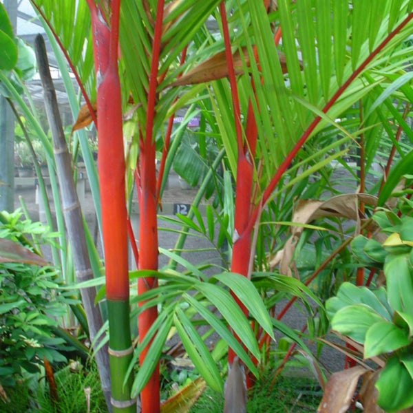 Green Paradise Red Palm Plant Cyrtostachys renda Live Plant