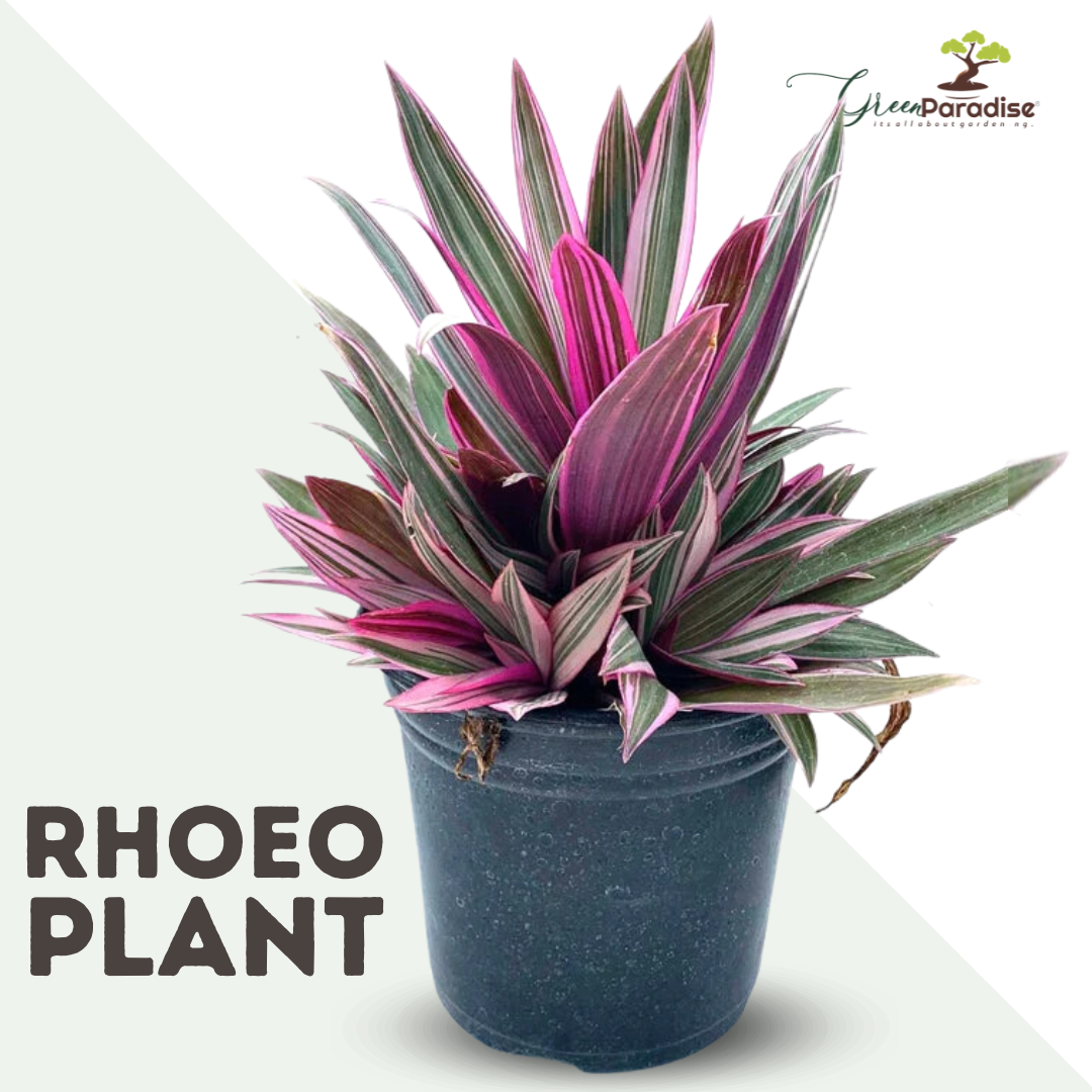 Green Paradise® Rhoeo Varigated Live Plant