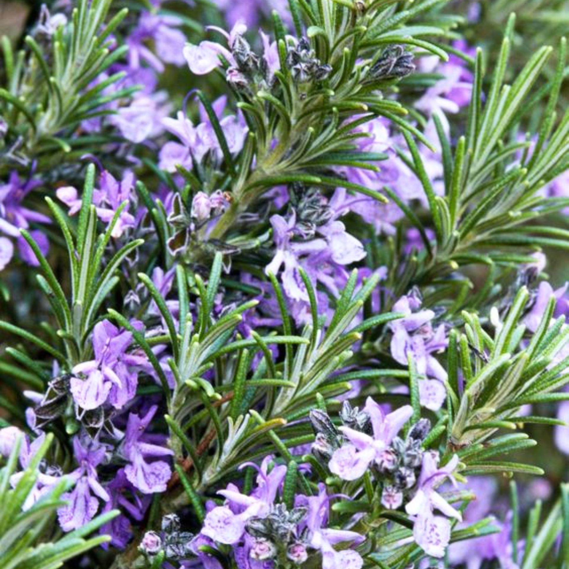 Rosemary Plant