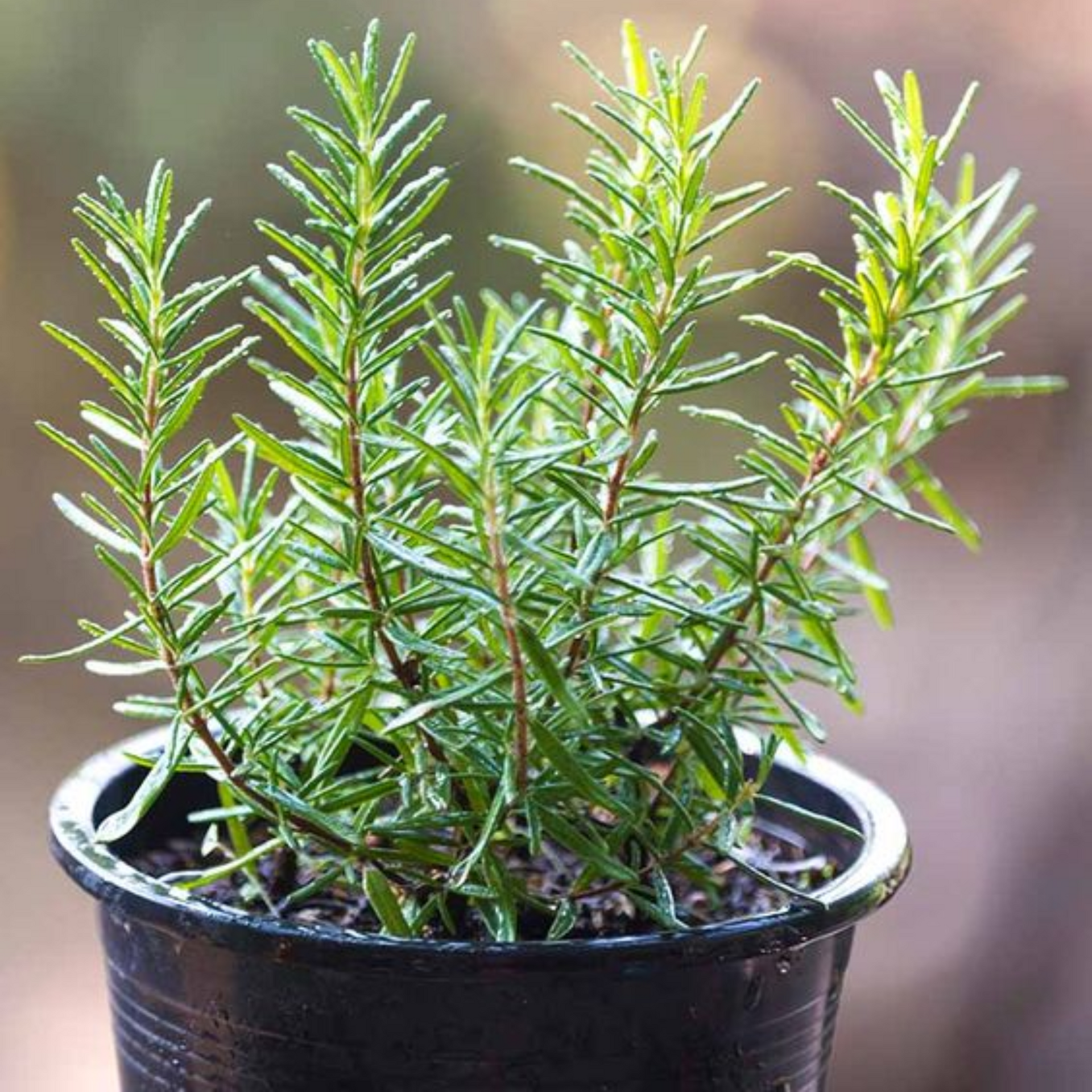 Rosemary Plant