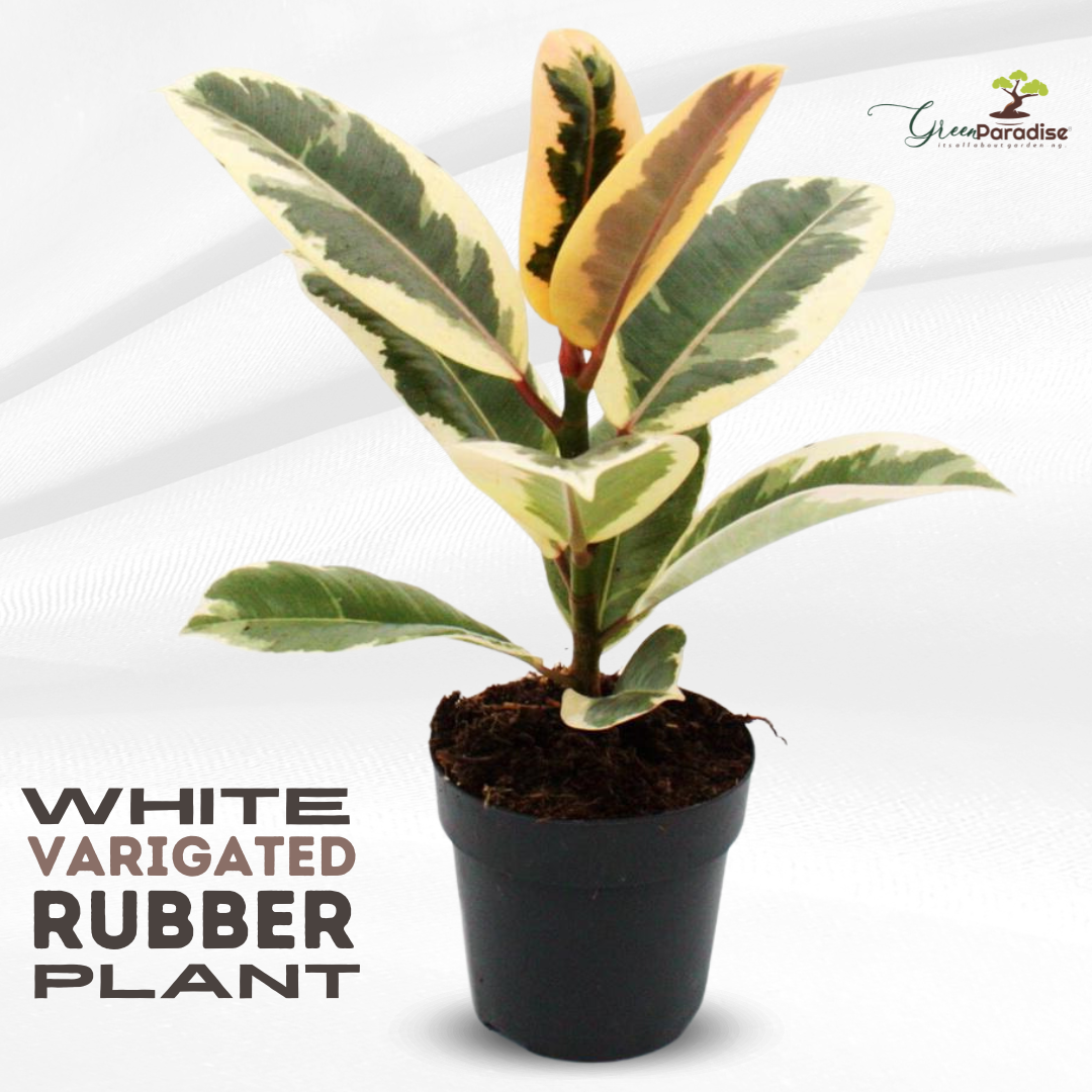 Green Paradise® White Varigated Rubber Plant