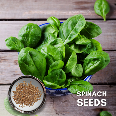 Green Paradise® Spinach (Palak) Seeds Pack