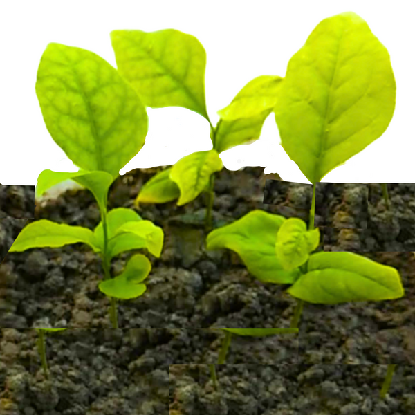 Green Paradise aegle marmelos seeds