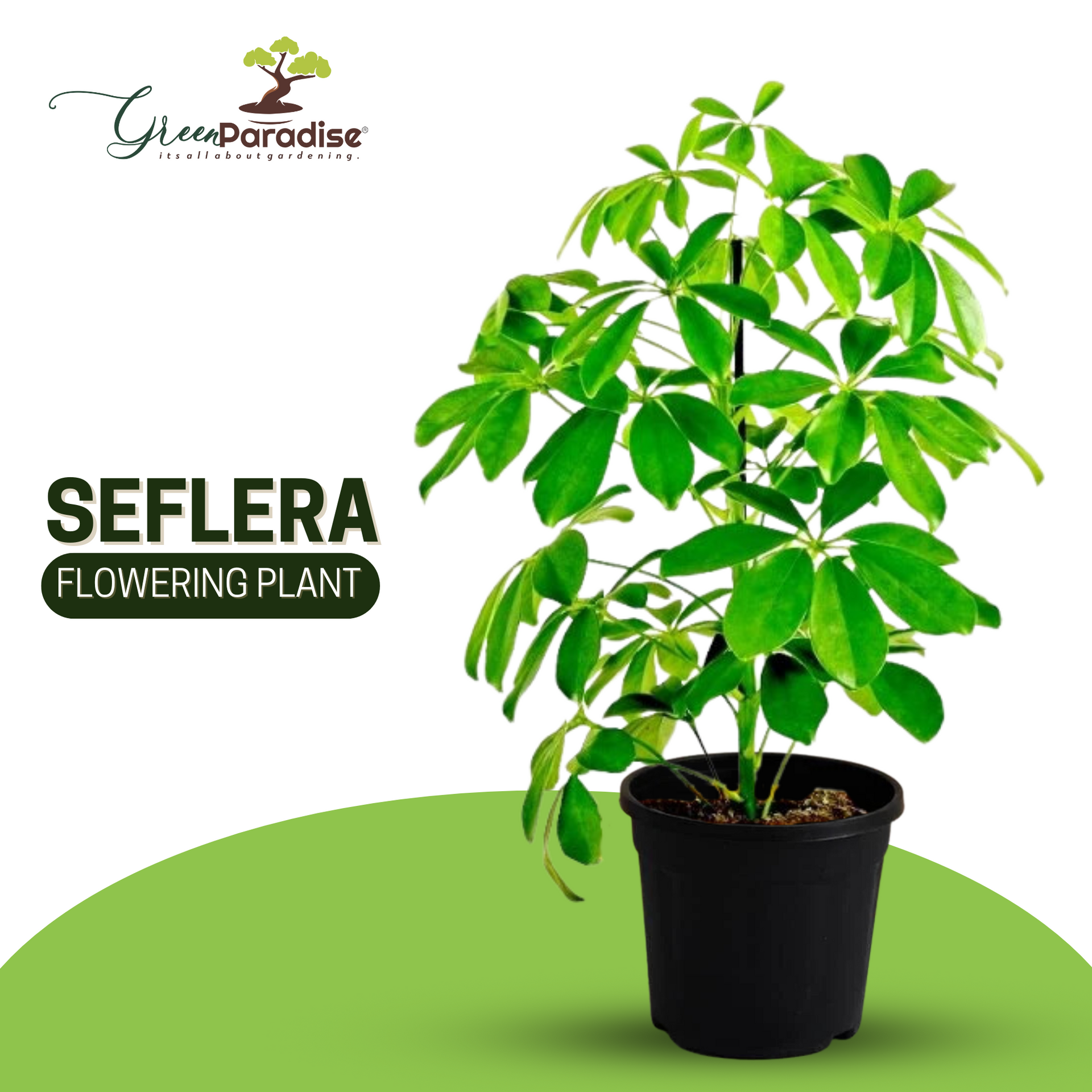 Seflera Live Plant