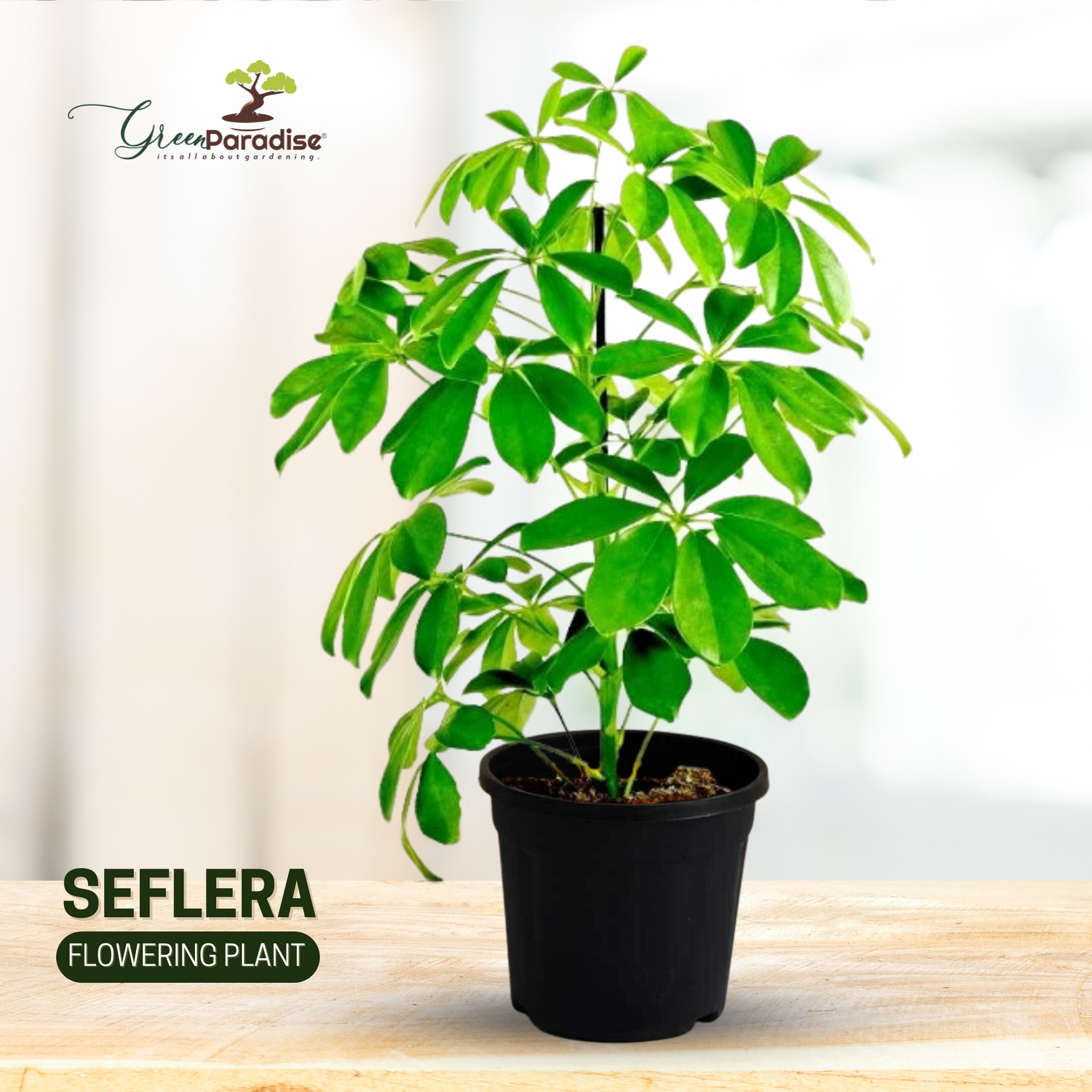 Seflera Live Plant