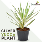 Silver Yucca Plant