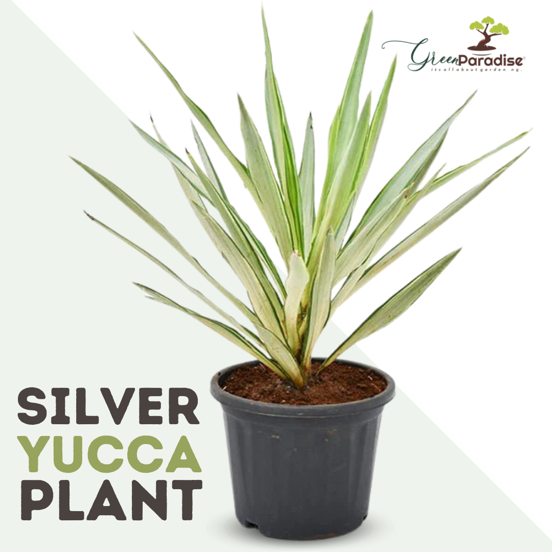 Silver Yucca Plant