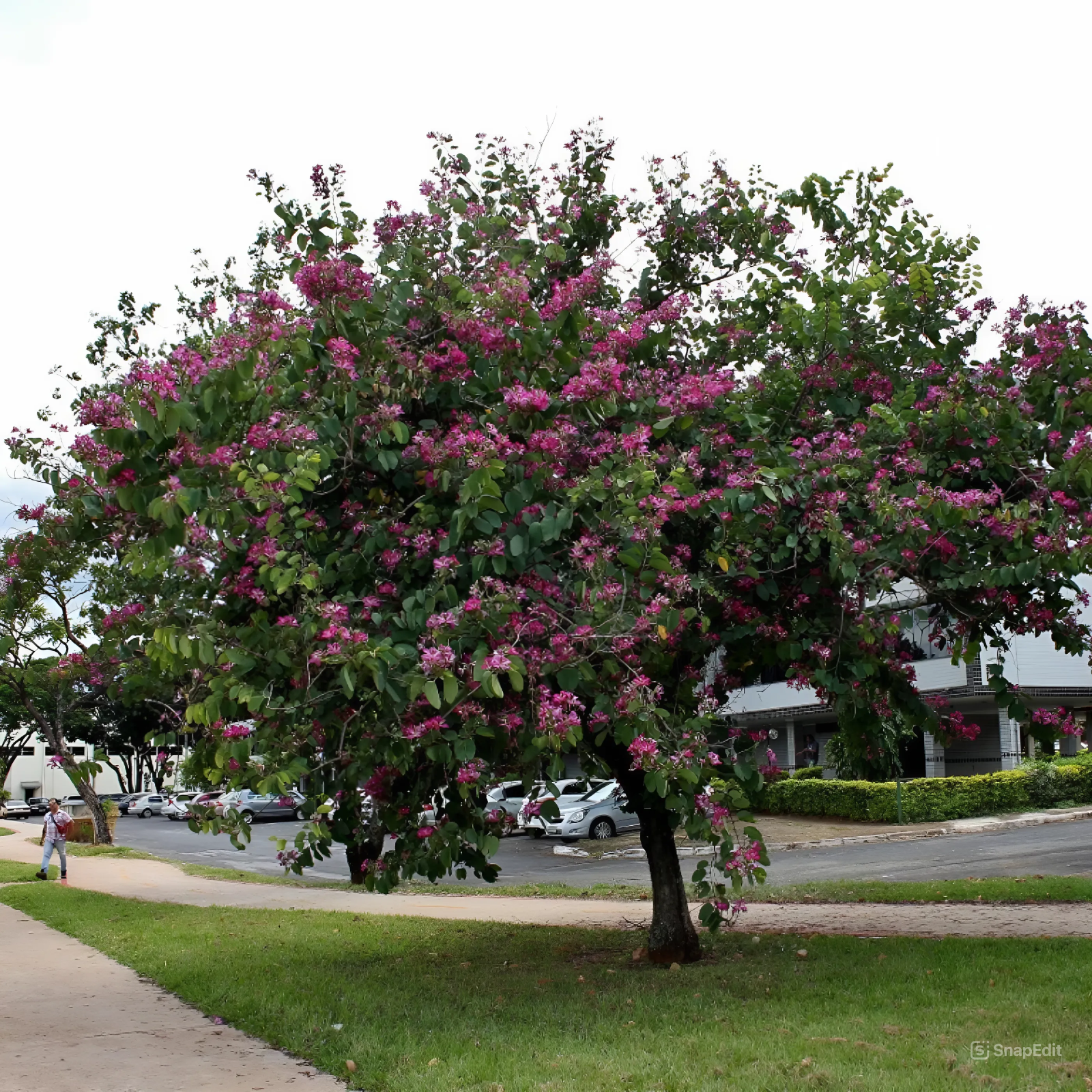 Green Paradise Bauhinia Blakeana Live Plant