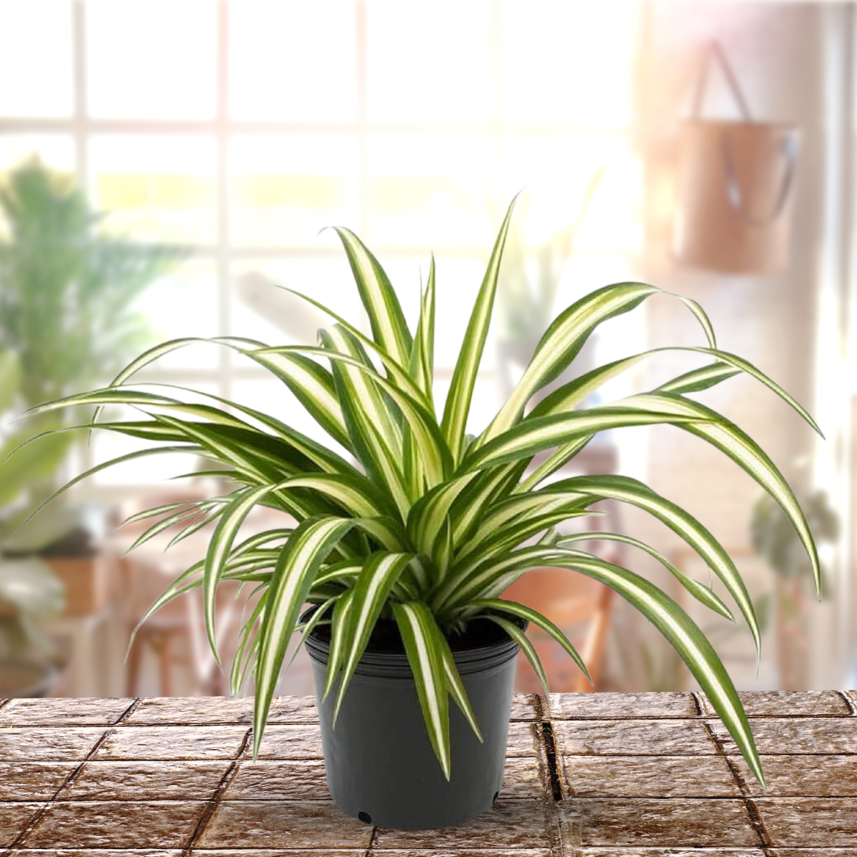 Spider Plant Live Indoor Best air Purifying Plant Include Pot