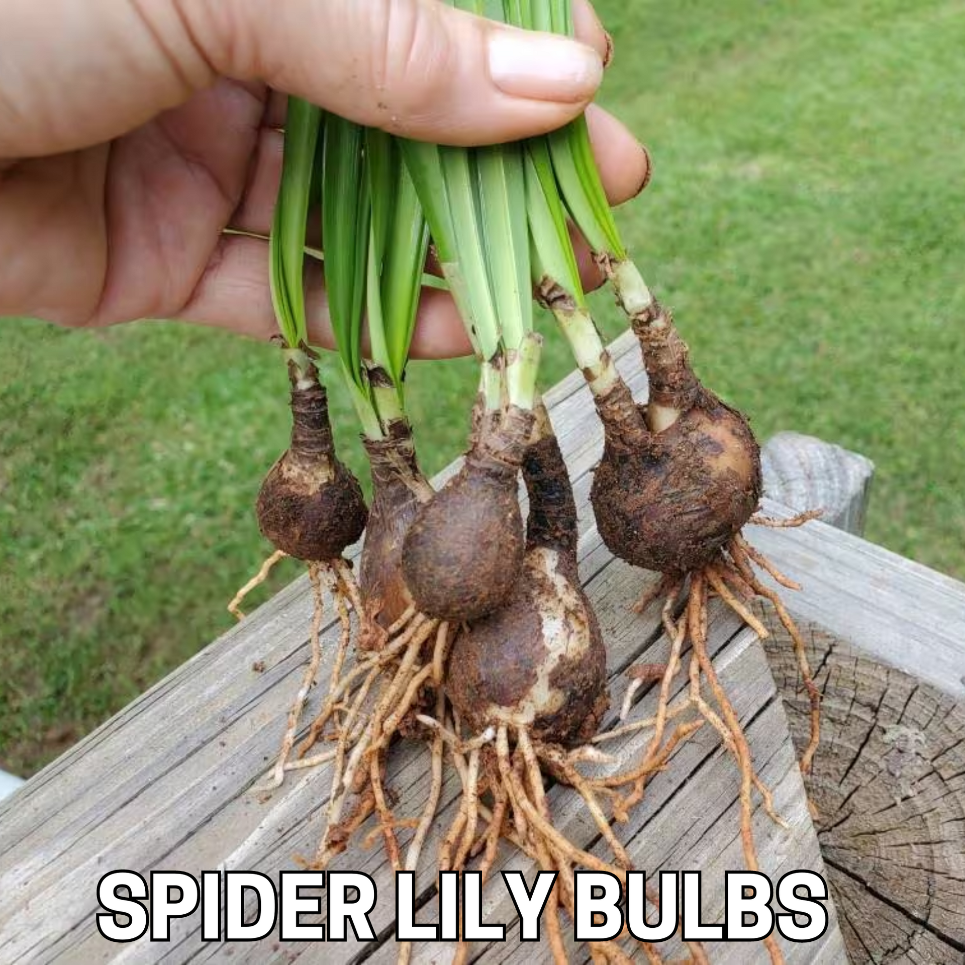 Green Paradise® Sudarshana Lily Crinum latifolium Beach Spider plant bulbs (set of 5 Bulbs)