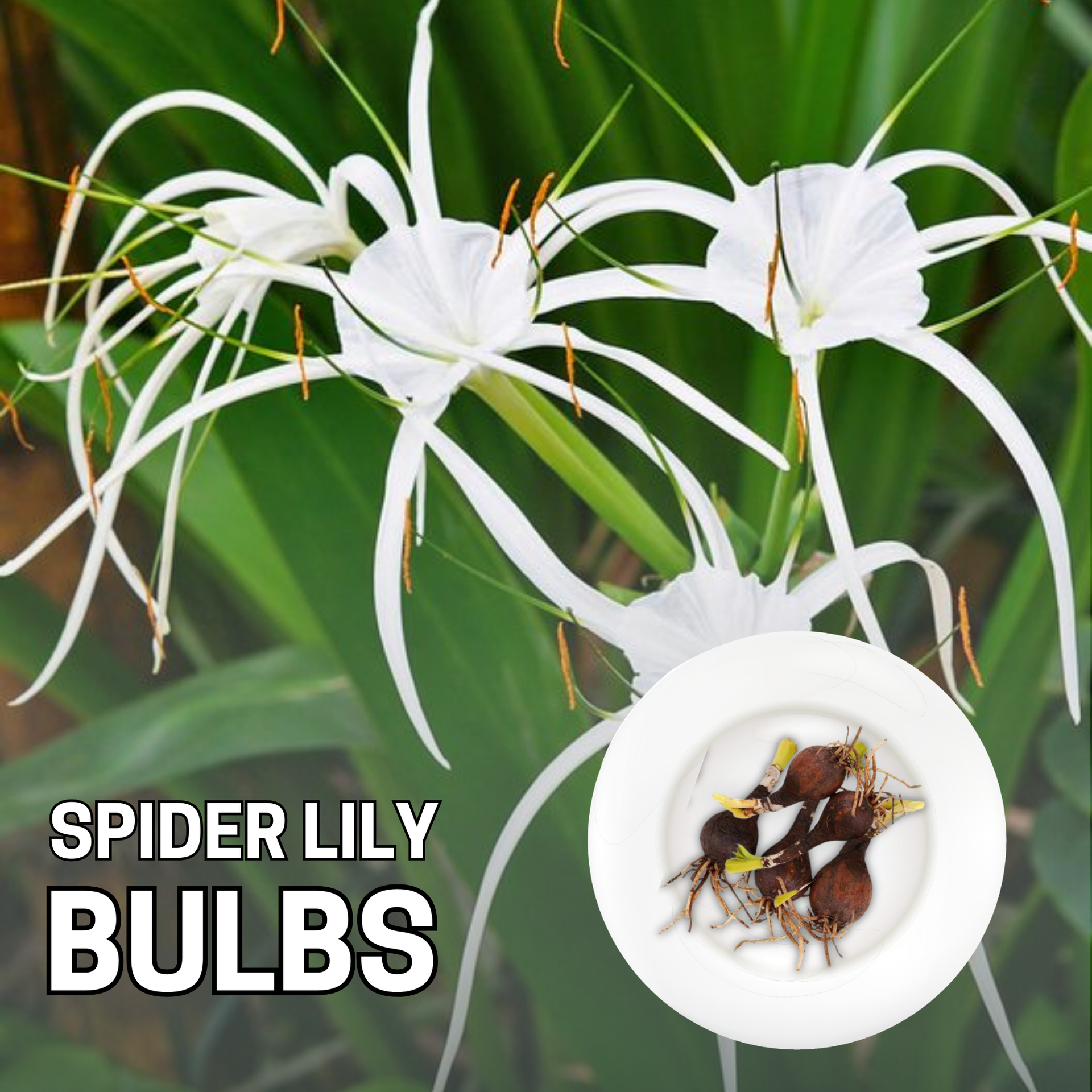 Green Paradise® Sudarshana Lily Crinum latifolium Beach Spider plant bulbs (set of 5 Bulbs)