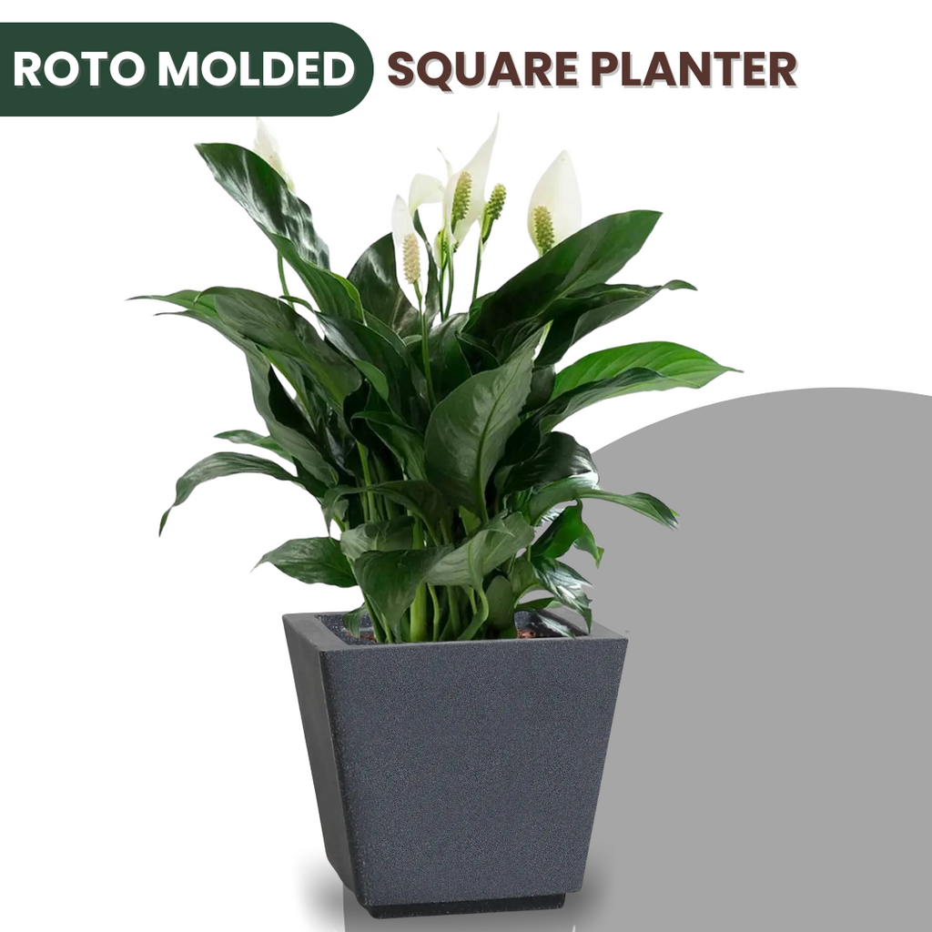 Green Paradise® Square Roto Molded High Qaulity Premium Planter
