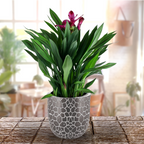Green Paradise® Mosaic Round Roto Molded High Qaulity Premium Planter