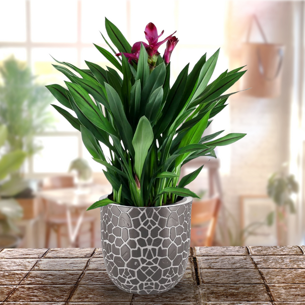 Green Paradise® Mosaic Round Roto Molded High Qaulity Premium Planter