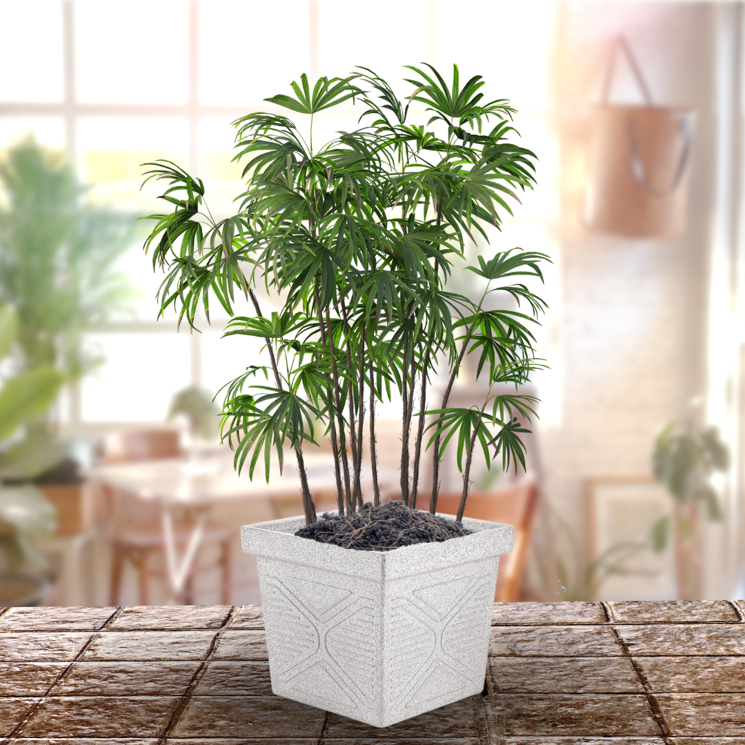 Green Paradise® Squ16 Roto Molded High Qaulity Premium Planter