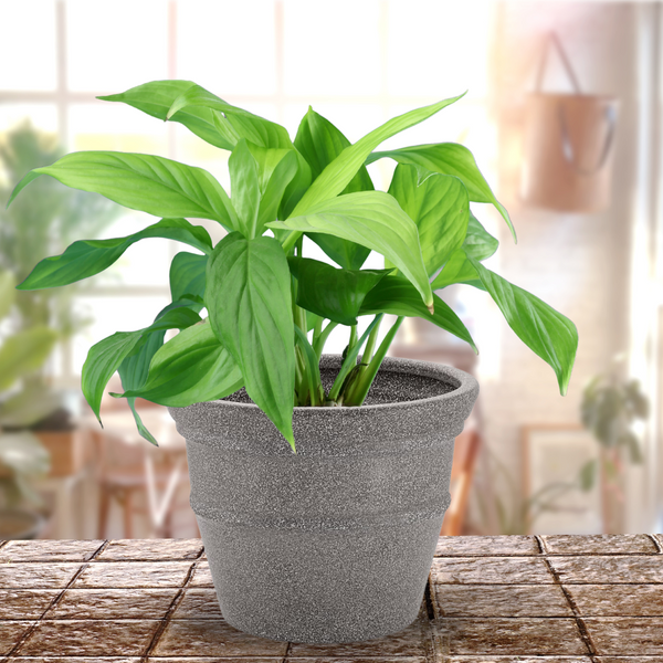 Green Paradise® Rock Round Roto Molded High Quality Premium Planter