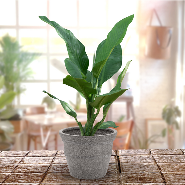 Green Paradise® Rock Round Roto Molded High Quality Premium Planter