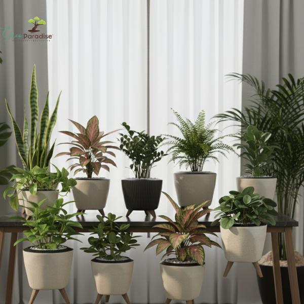 Green Paradise® Premium Plastic Pot  Durable & Lightweight Planters