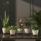 Green Paradise® Premium Plastic Pot  Durable & Lightweight Planters