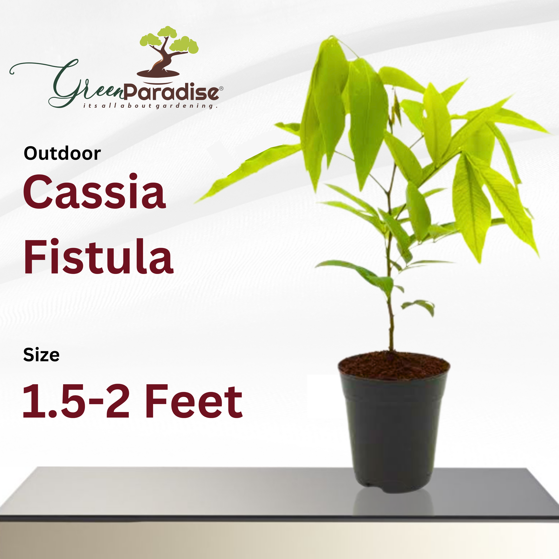 Cassia Fistula From Green paradise