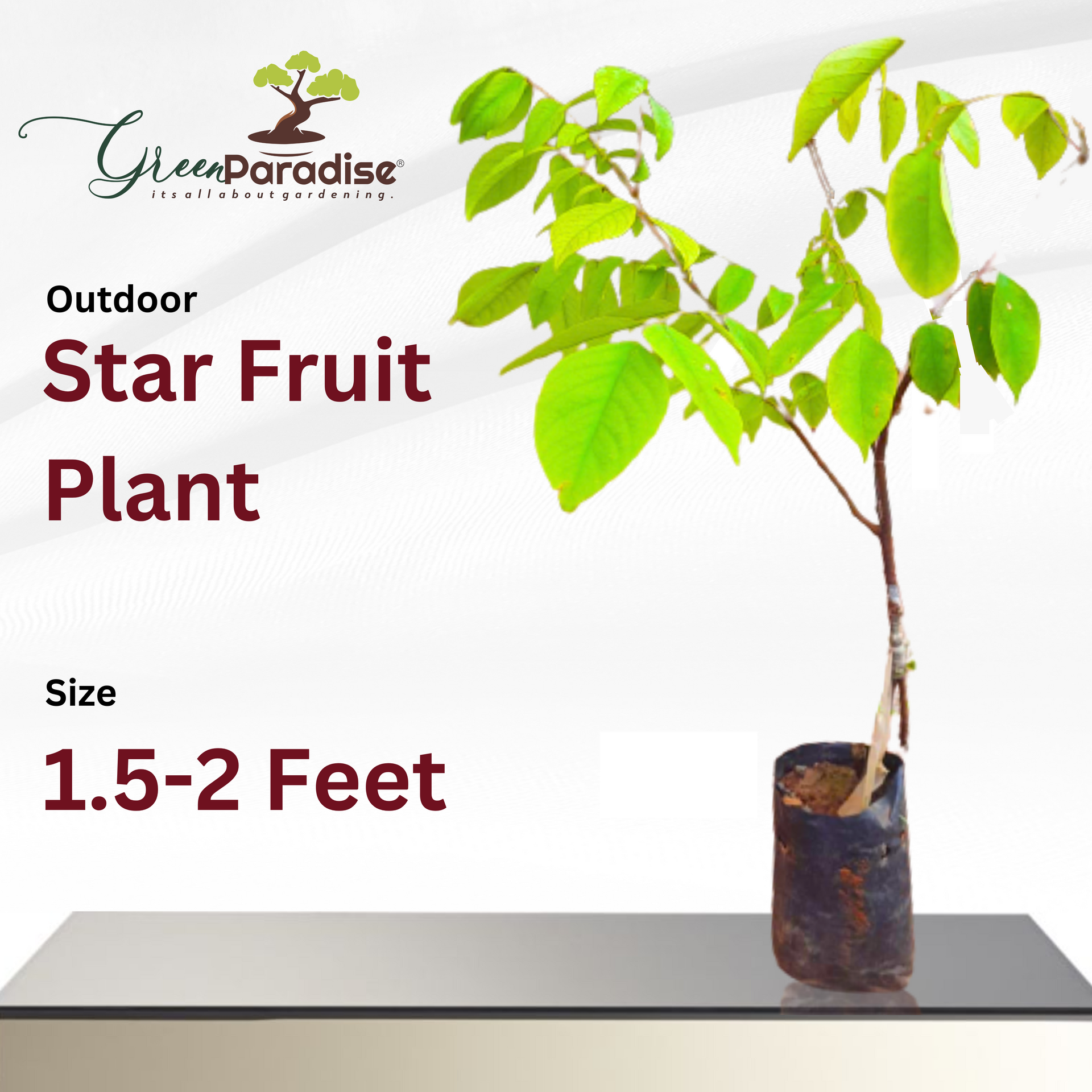 Green Paradise Starfruit Plant