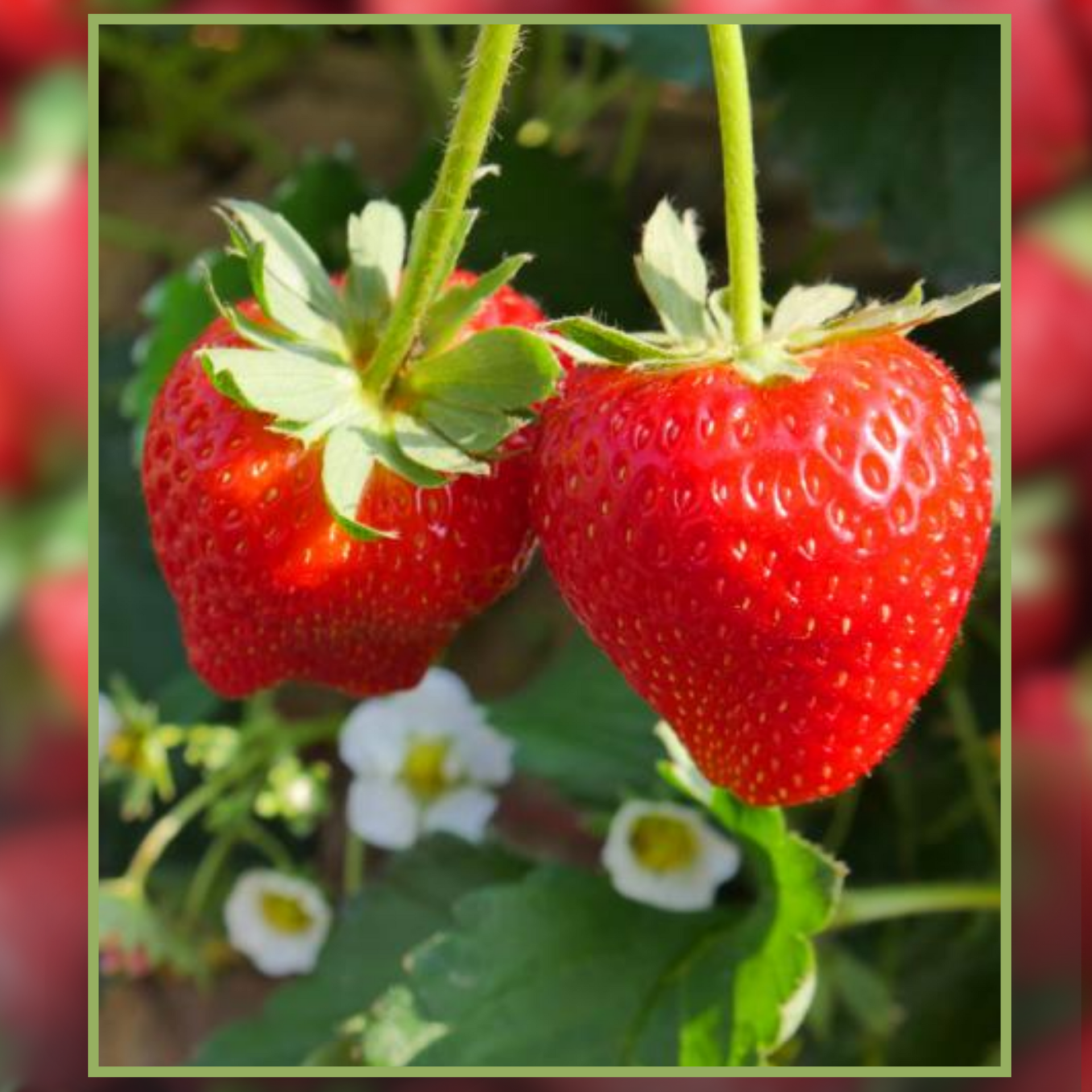 Green Paradise® Exotic New Strawberry Seeds Pack