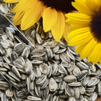 Green Paradise Sunflower seeds F1 Quality Seeds [Pack of 20 seeds]