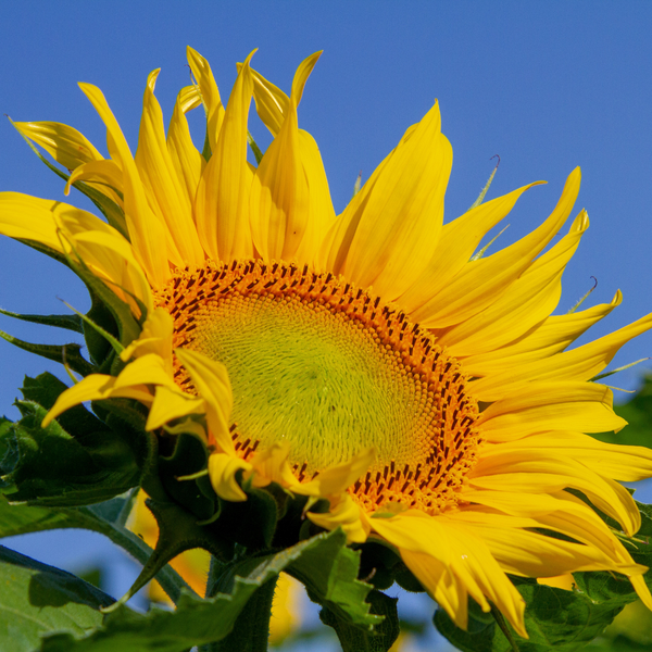 Green Paradise Sunflower seeds F1 Quality Seeds [Pack of 20 seeds]