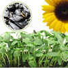 Green Paradise Sunflower seeds F1 Quality Seeds [Pack of 20 seeds]