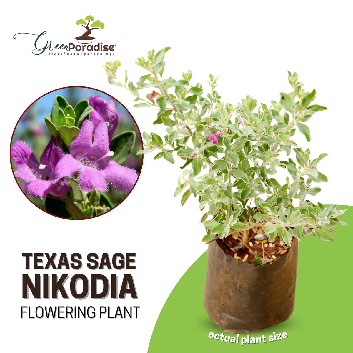 Nikotia Leucophyllum Texas Sage Live Plant – GreenParadiseLive