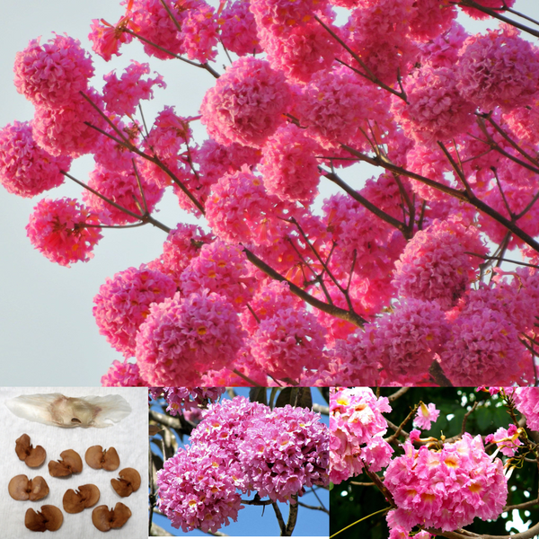 Green Paradise Tabebuia avellanedae Pink Trumpet tree Seeds Pack (10 seeds) Beautiful Pink Flowering Easy And Fast Growing Tree Seeds