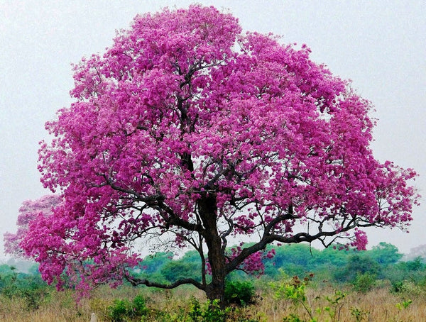 Green Paradise Tabebuia Rosea pink trumpet tree Seeds