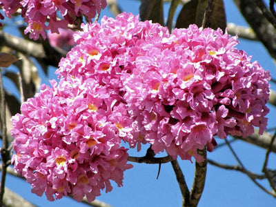 Green Paradise Tabebuia avellanedae Pink Trumpet tree Seeds Pack (10 seeds) Beautiful Pink Flowering Easy And Fast Growing Tree Seeds
