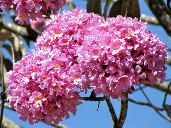 Green Paradise Tabebuia avellanedae Pink Trumpet tree Seeds Pack (10 seeds) Beautiful Pink Flowering Easy And Fast Growing Tree Seeds