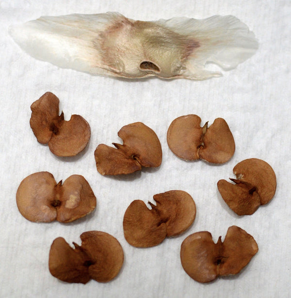 Green Paradise Tabebuia Rosea pink trumpet tree Seeds