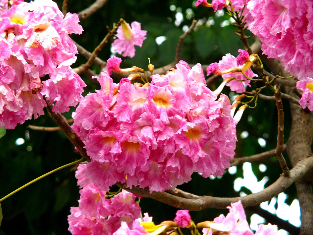 Green Paradise Tabebuia avellanedae Pink Trumpet tree Seeds Pack (10 seeds) Beautiful Pink Flowering Easy And Fast Growing Tree Seeds