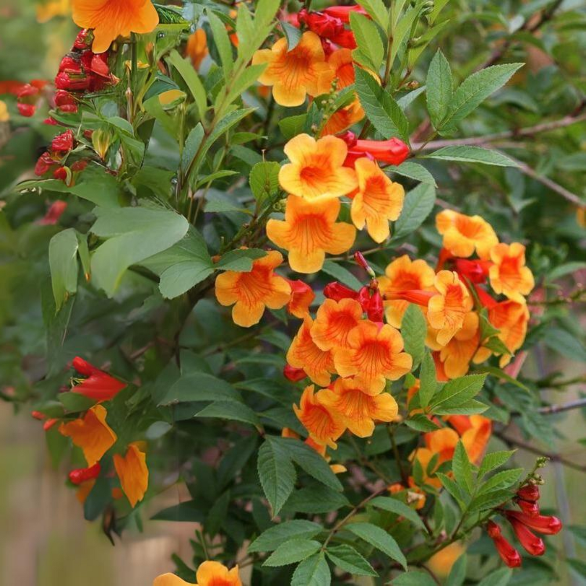 Tecoma Dwarf Orange plant