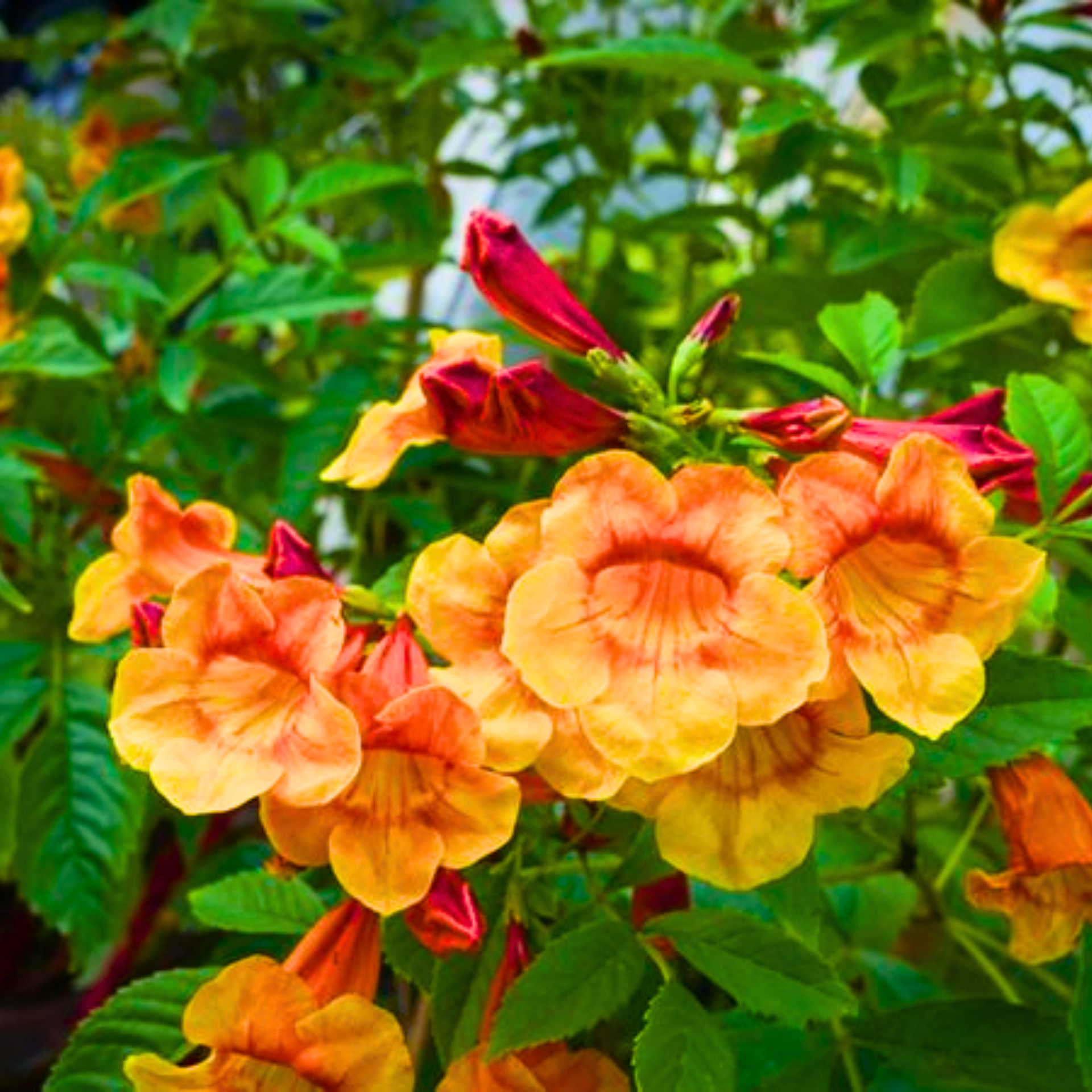 Tecoma Dwarf Orange plant