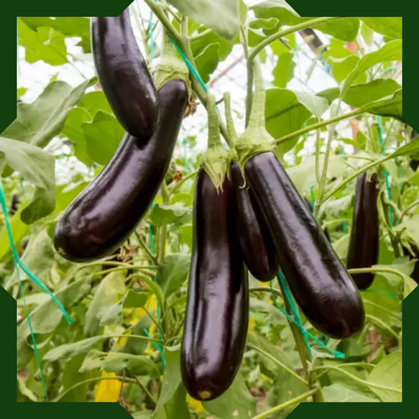 Green Paradise® F1 Hybrid Long Brinjal Seeds Pack