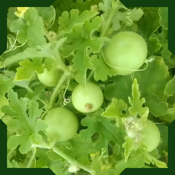 Green Paradise® Tinda Fruit (Indian Round Gourd) Seeds Pack