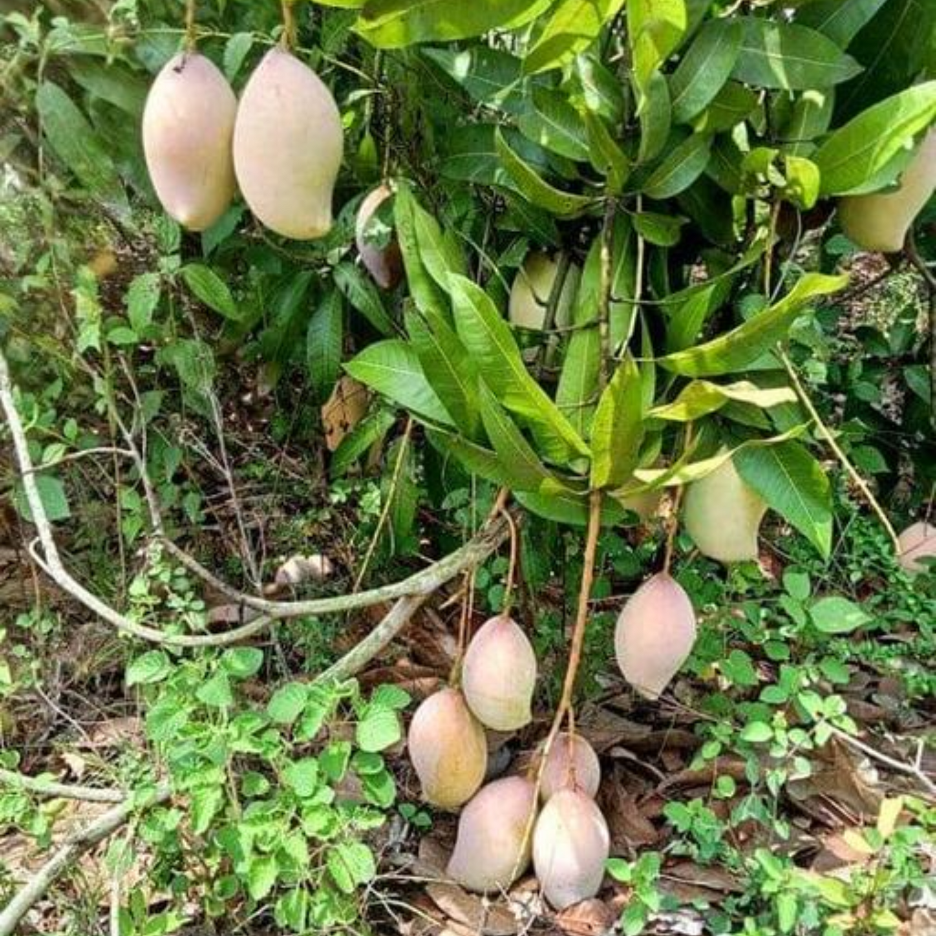 Exclusive Totapuri Mango Live Plant