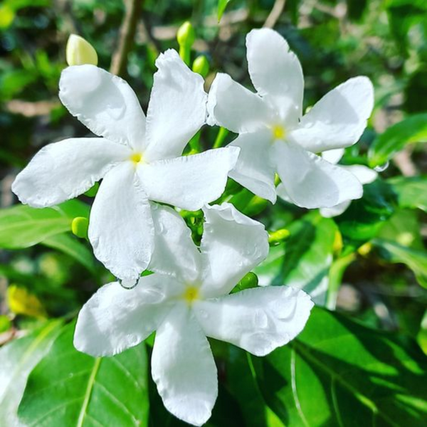 variegated tagar (crepe jasmine) live plant