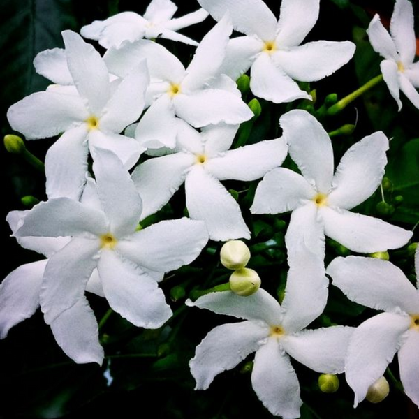 variegated tagar (crepe jasmine) live plant